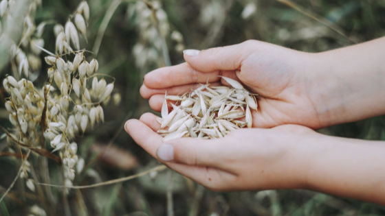 Maatalous ja metsänhoito